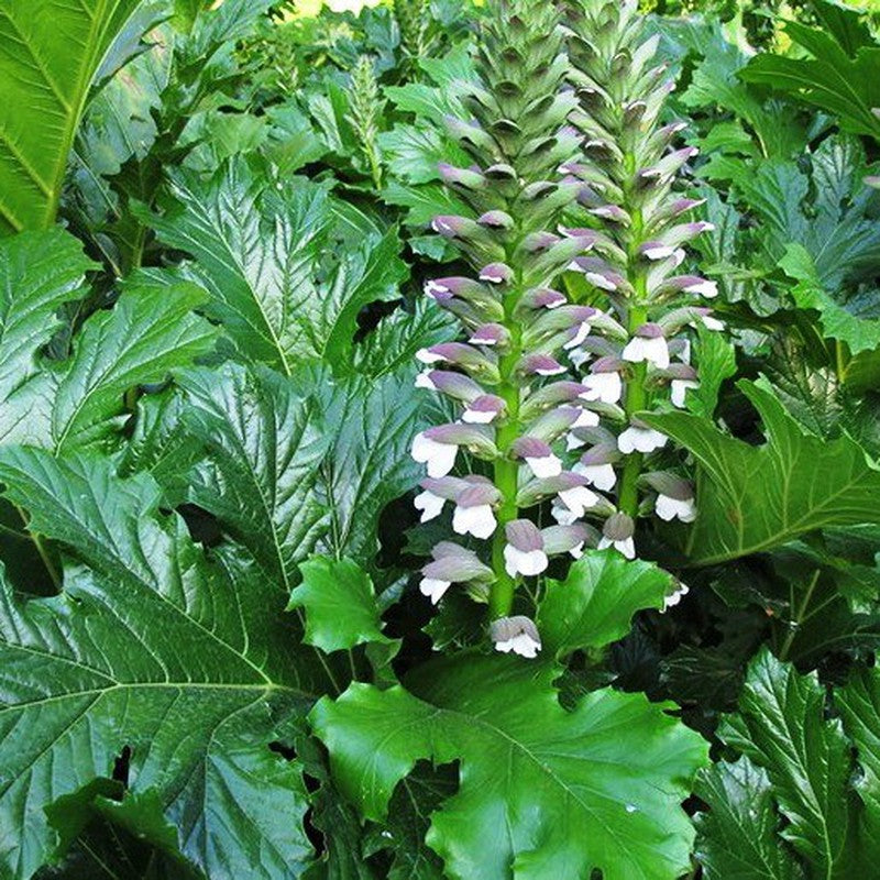 Medveköröm (Acanthus mollis)