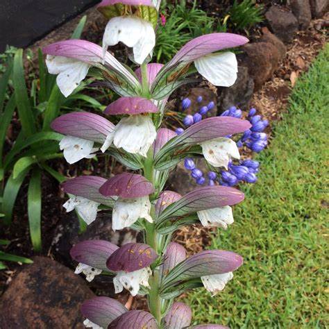 Medveköröm (Acanthus mollis)
