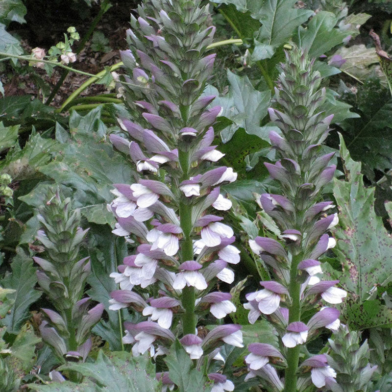 Medveköröm (Acanthus mollis)