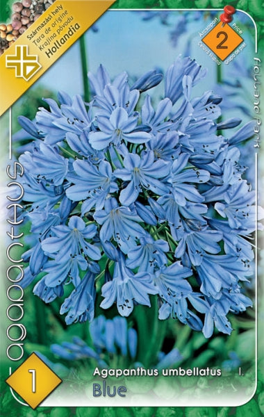 Szerelemvirág, kék (Agapanthus umbellatus)