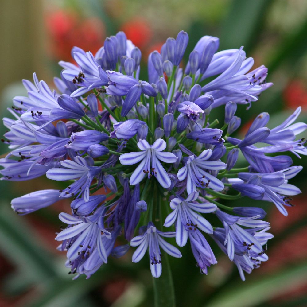 Szerelemvirág, kék (Agapanthus umbellatus)