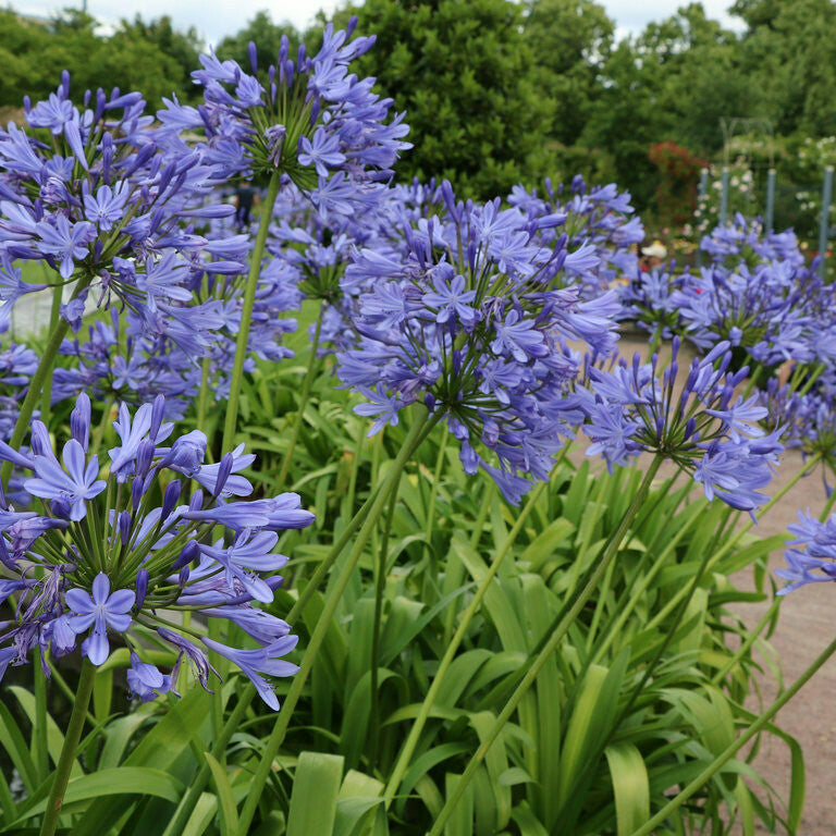 Szerelemvirág, kék (Agapanthus umbellatus)