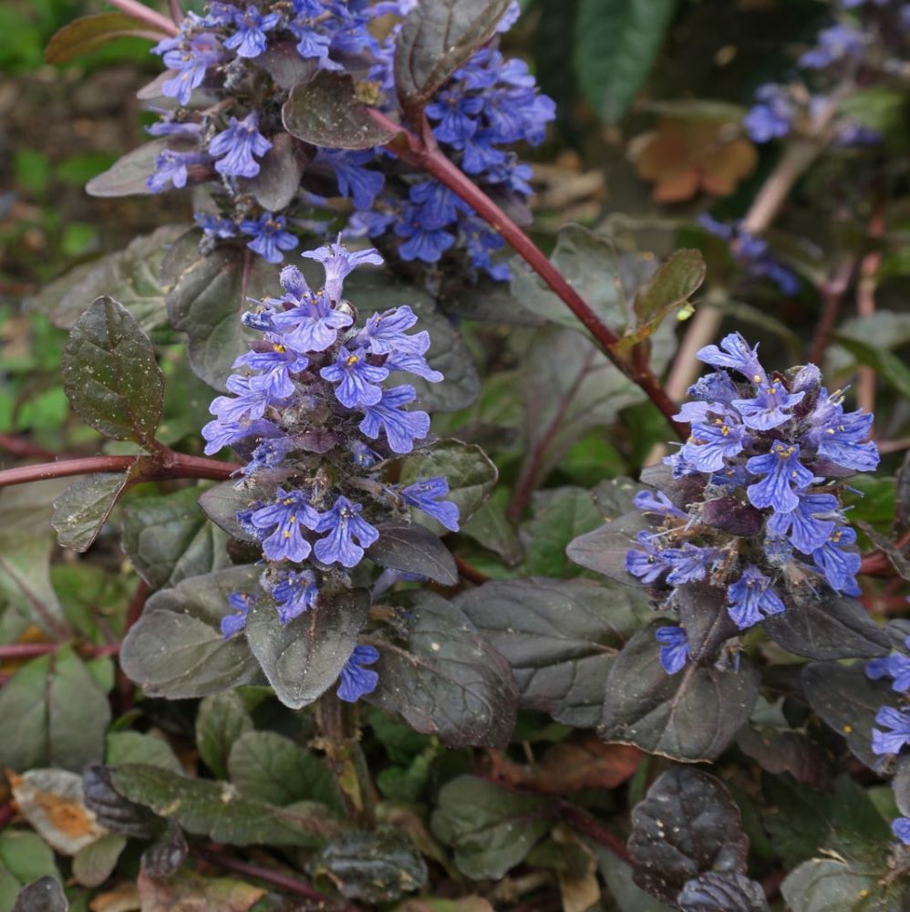 Indás ínfű (Ajuga reptans 'Atropurpurea')