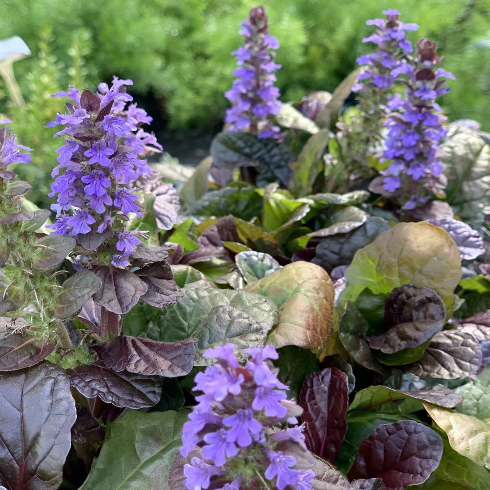 Indás ínfű (Ajuga reptans 'Atropurpurea')