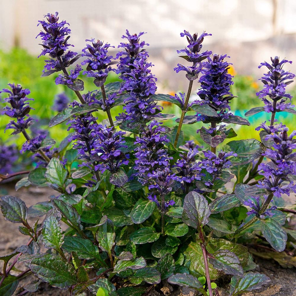 Indás ínfű (Ajuga reptans 'Atropurpurea')