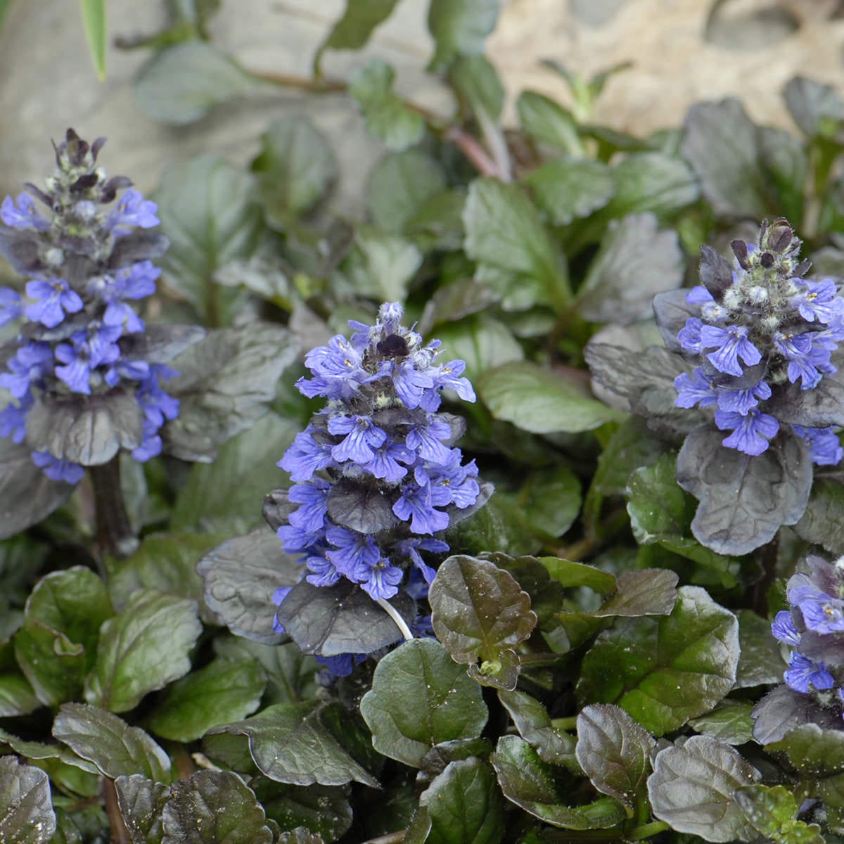 Indás ínfű (Ajuga reptans 'Black Scallop')