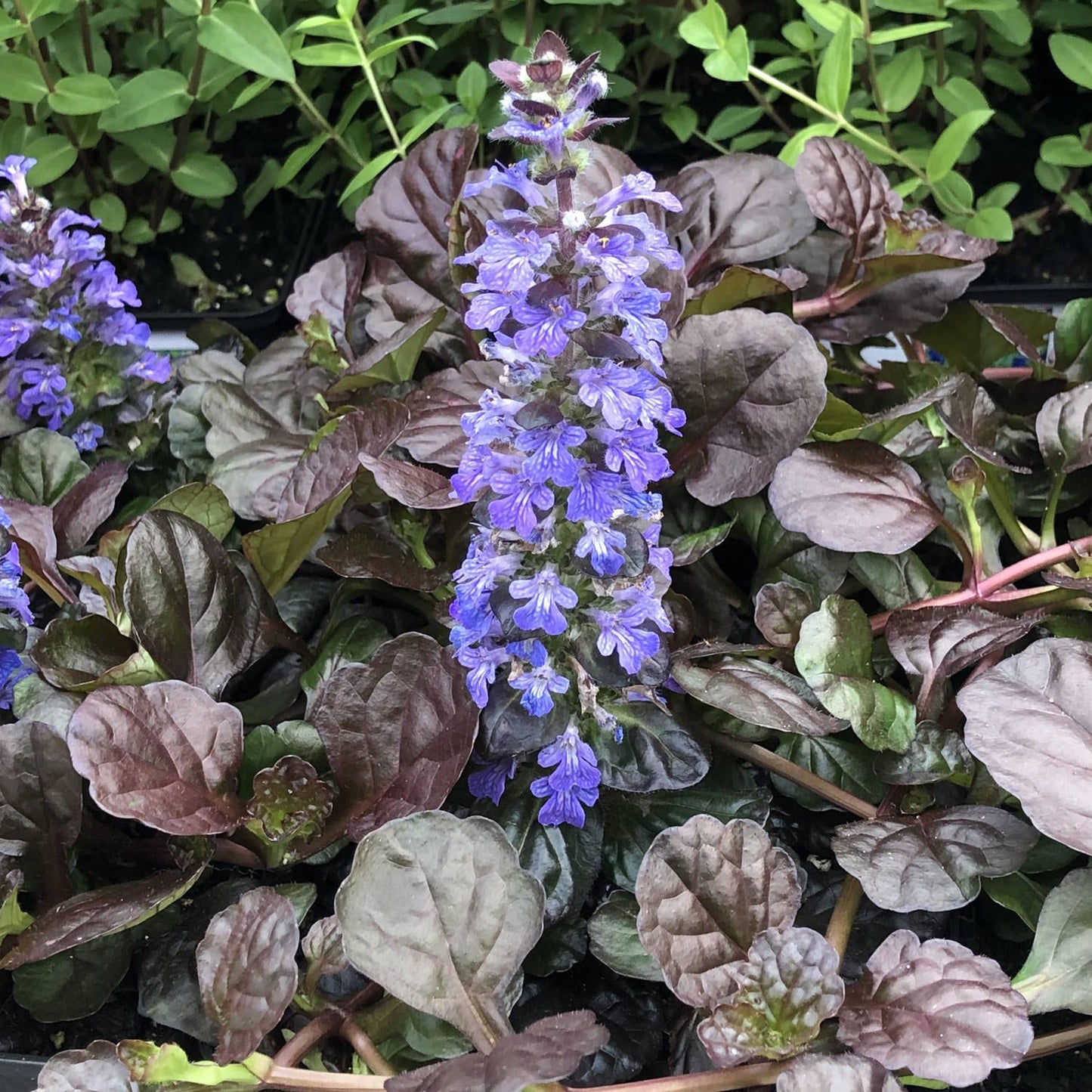 Indás ínfű (Ajuga reptans 'Black Scallop')