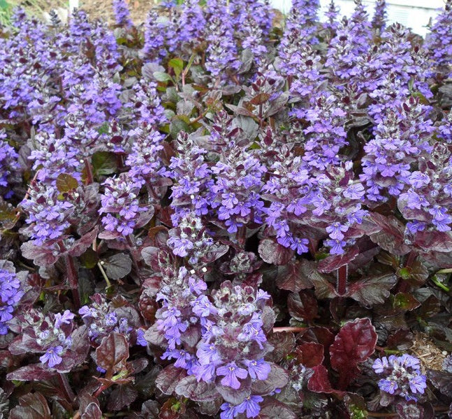 Indás ínfű (Ajuga reptans 'Black Scallop')