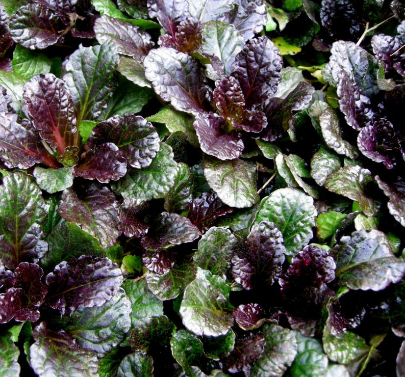 Indás ínfű (Ajuga reptans 'Black Scallop')