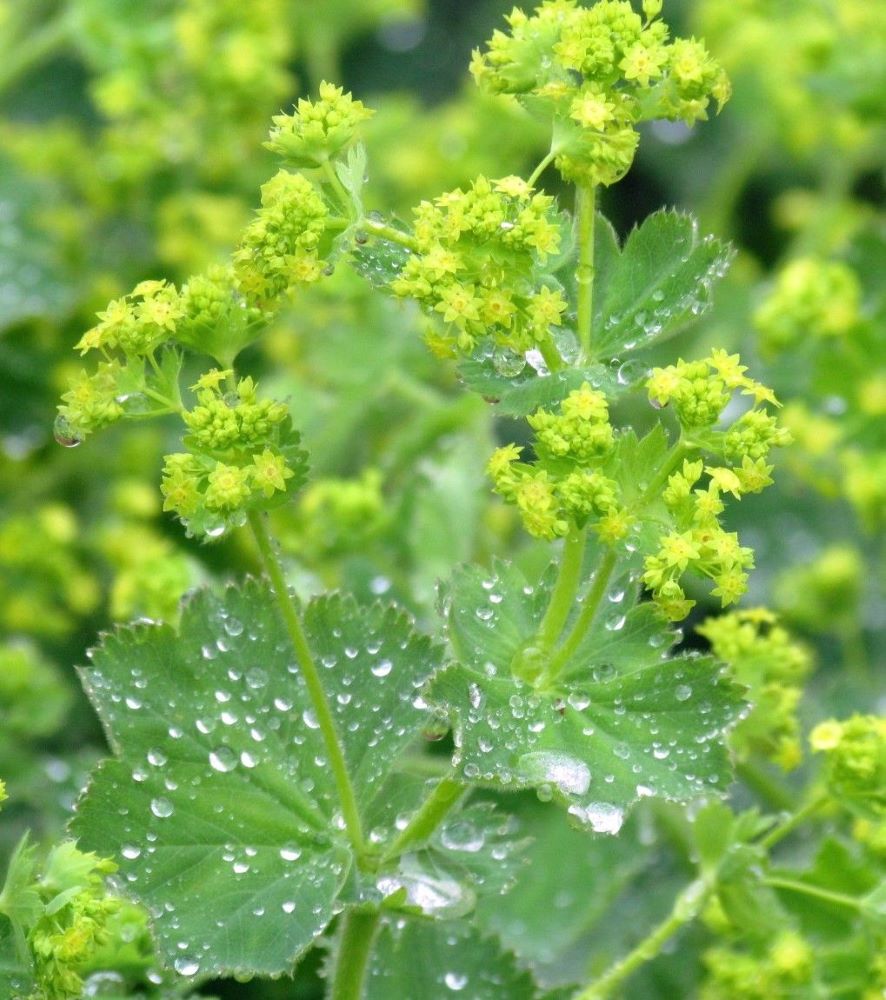 Lágyszőrű palástfű (Alchemilla mollis)