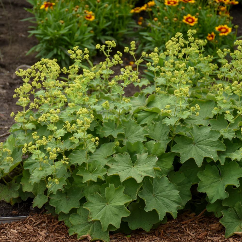 Lágyszőrű palástfű (Alchemilla mollis)