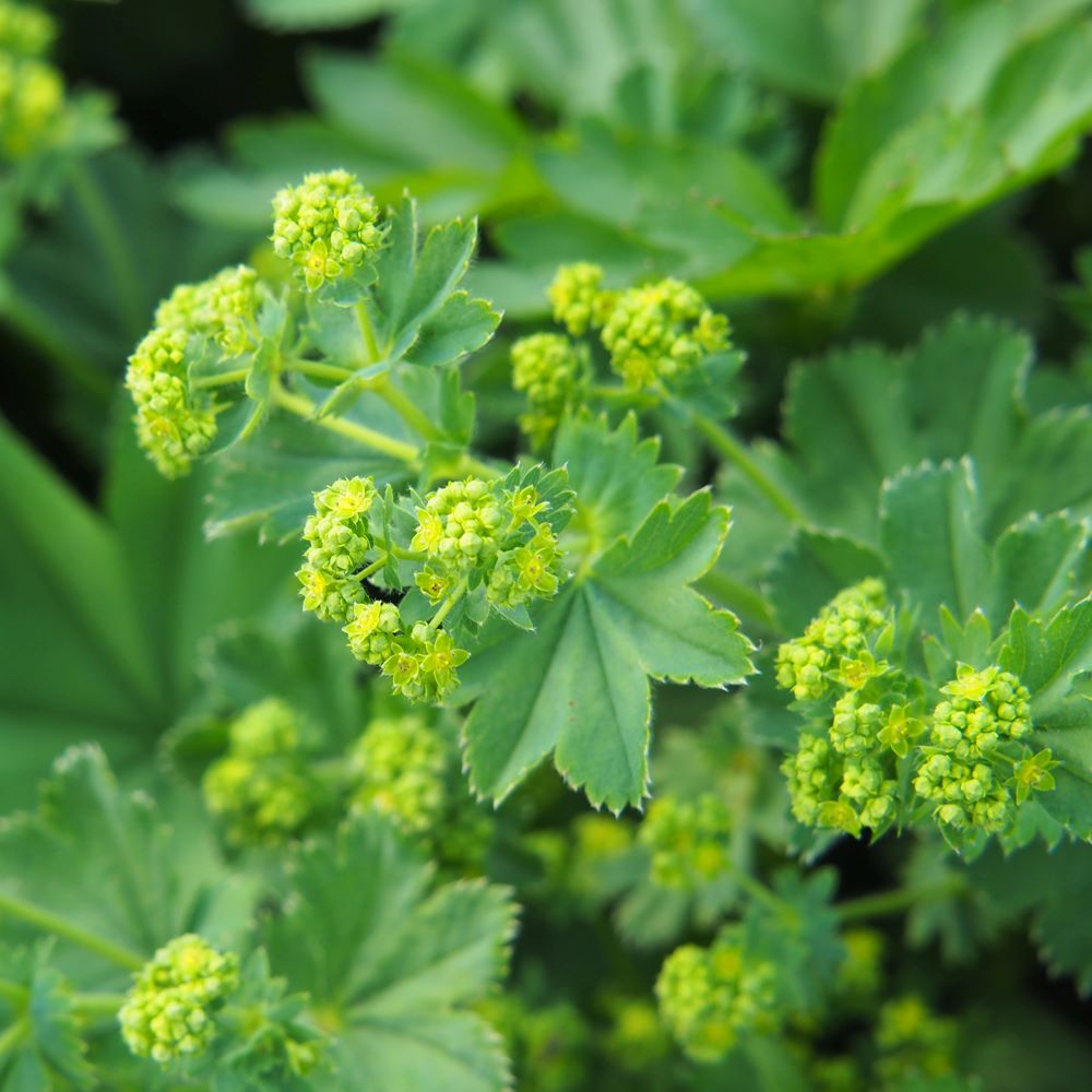 Lágyszőrű palástfű (Alchemilla mollis)