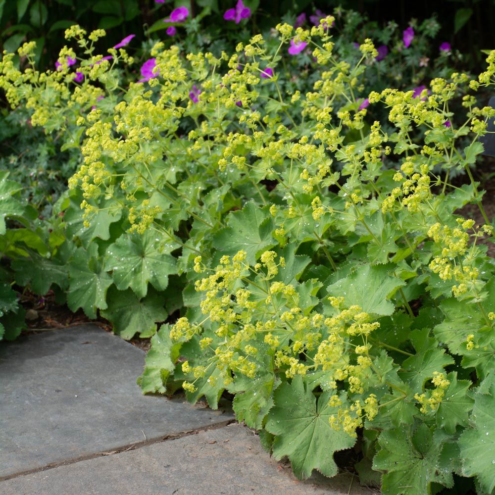 Lágyszőrű palástfű (Alchemilla mollis)