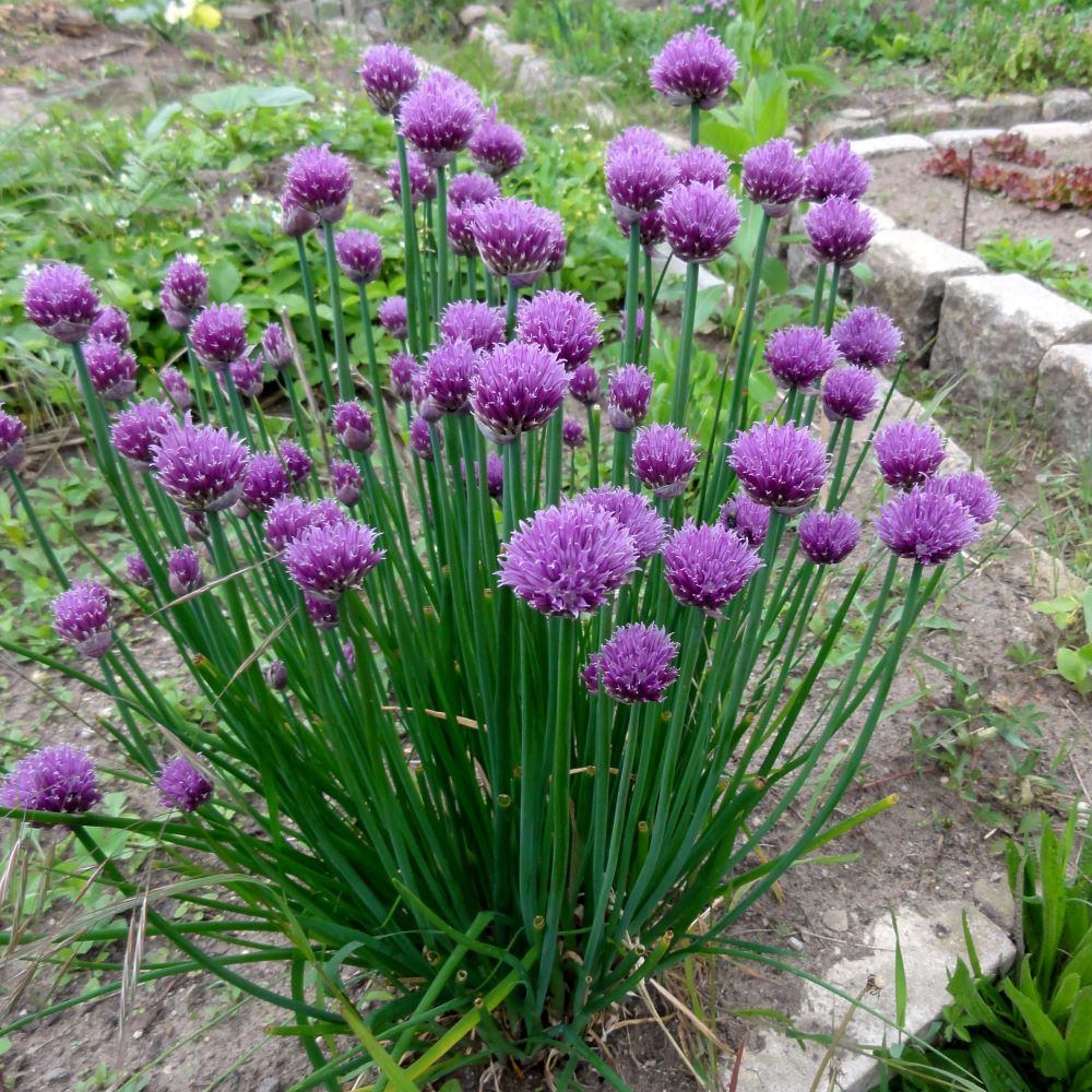 Metélőhagyma (Allium schoenoprasum)