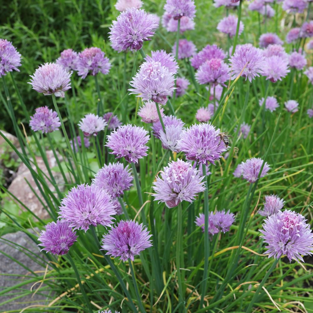 Metélőhagyma (Allium schoenoprasum)