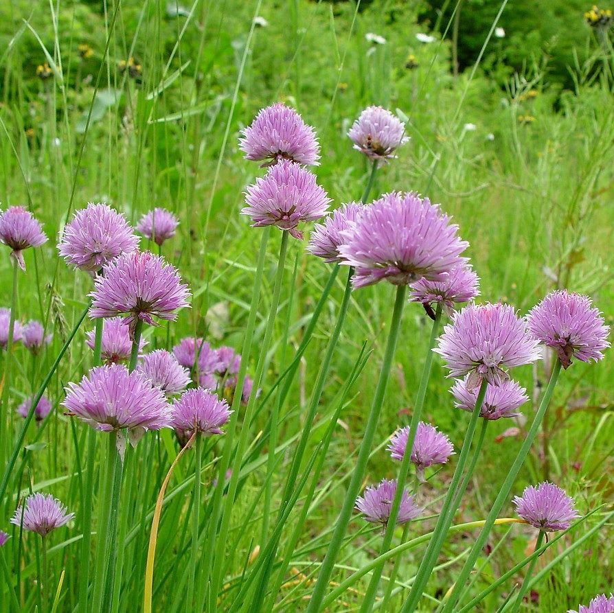 Metélőhagyma (Allium schoenoprasum)