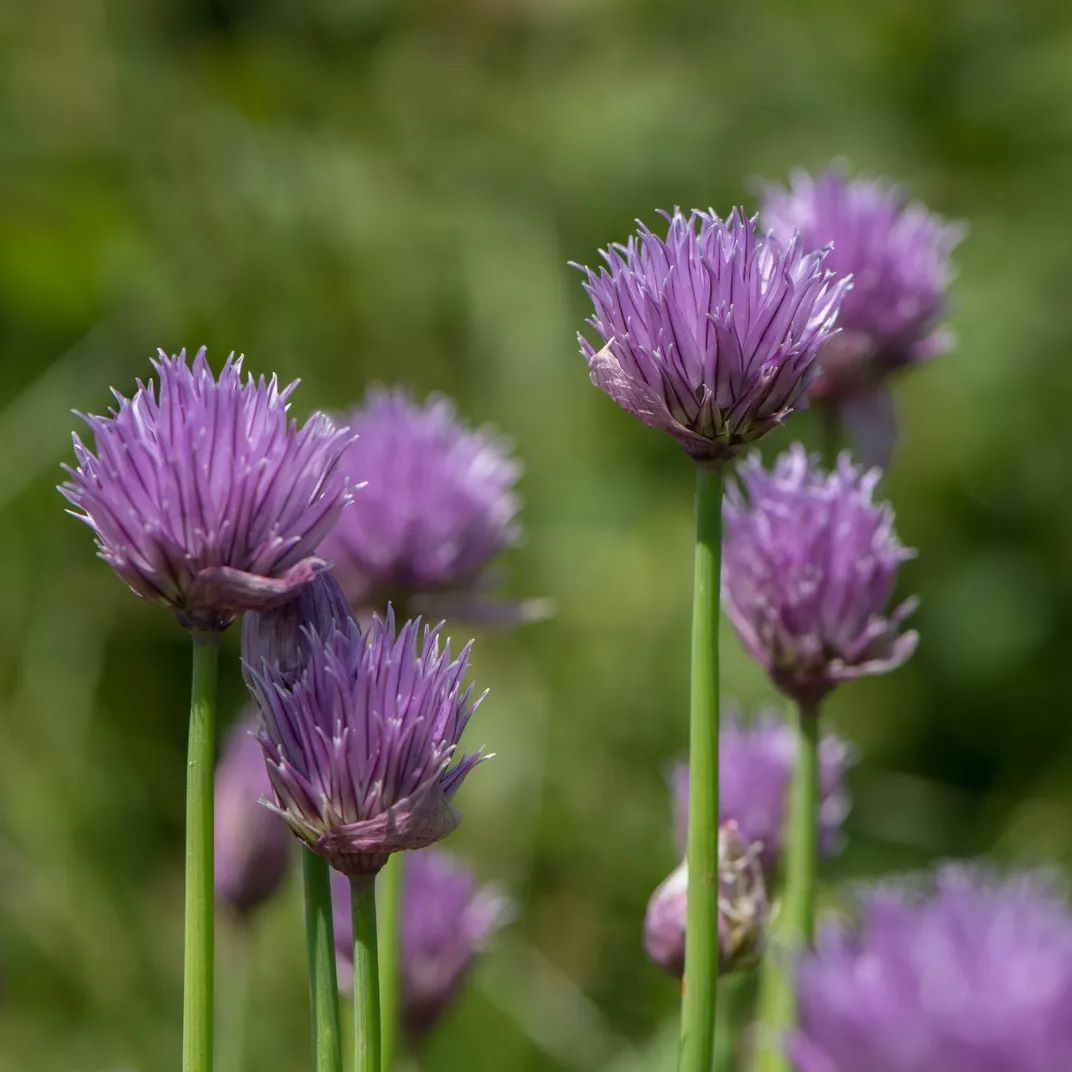 Metélőhagyma (Allium schoenoprasum)