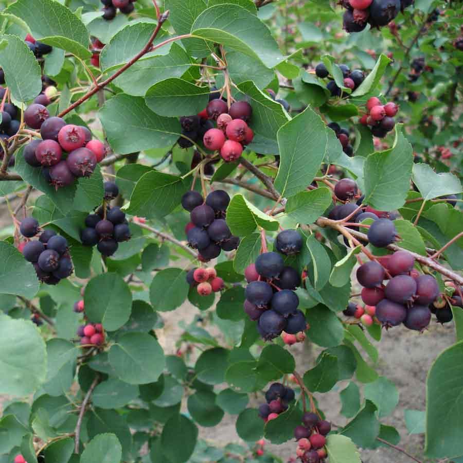 Mézalmácska (Amelanchier alnifolia 'Smokey')