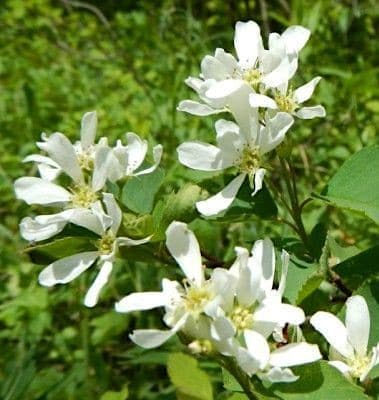 Mézalmácska (Amelanchier alnifolia 'Smokey')