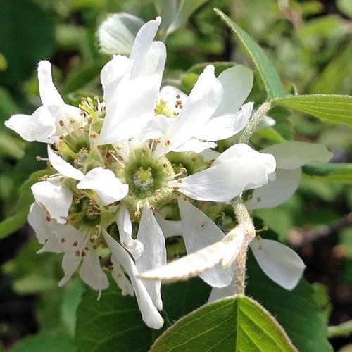 Mézalmácska (Amelanchier alnifolia 'Smokey')