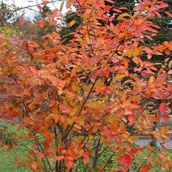 Mézalmácska (Amelanchier alnifolia 'Smokey')