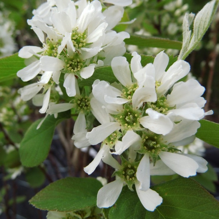 Mézalmácska (Amelanchier alnifolia 'Thiessen')