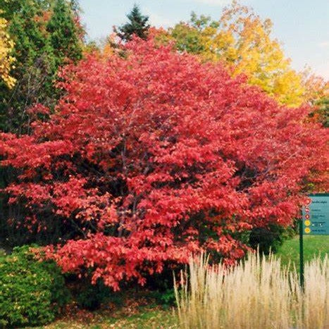 Mézalmácska (Amelanchier alnifolia 'Thiessen')