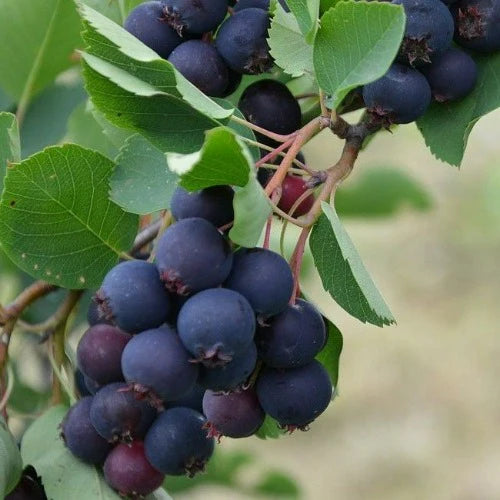 Mézalmácska (Amelanchier alnifolia 'Thiessen')