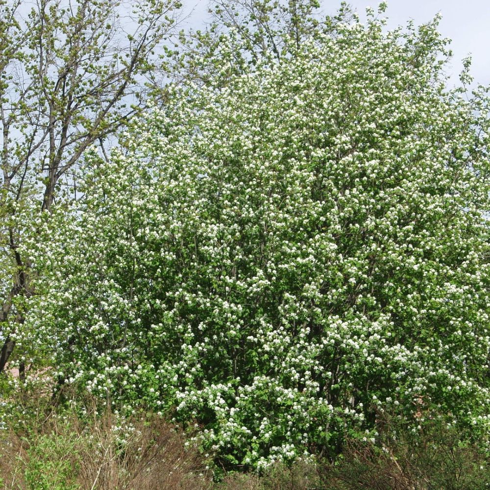 Mézalmácska (Amelanchier alnifolia 'Thiessen')