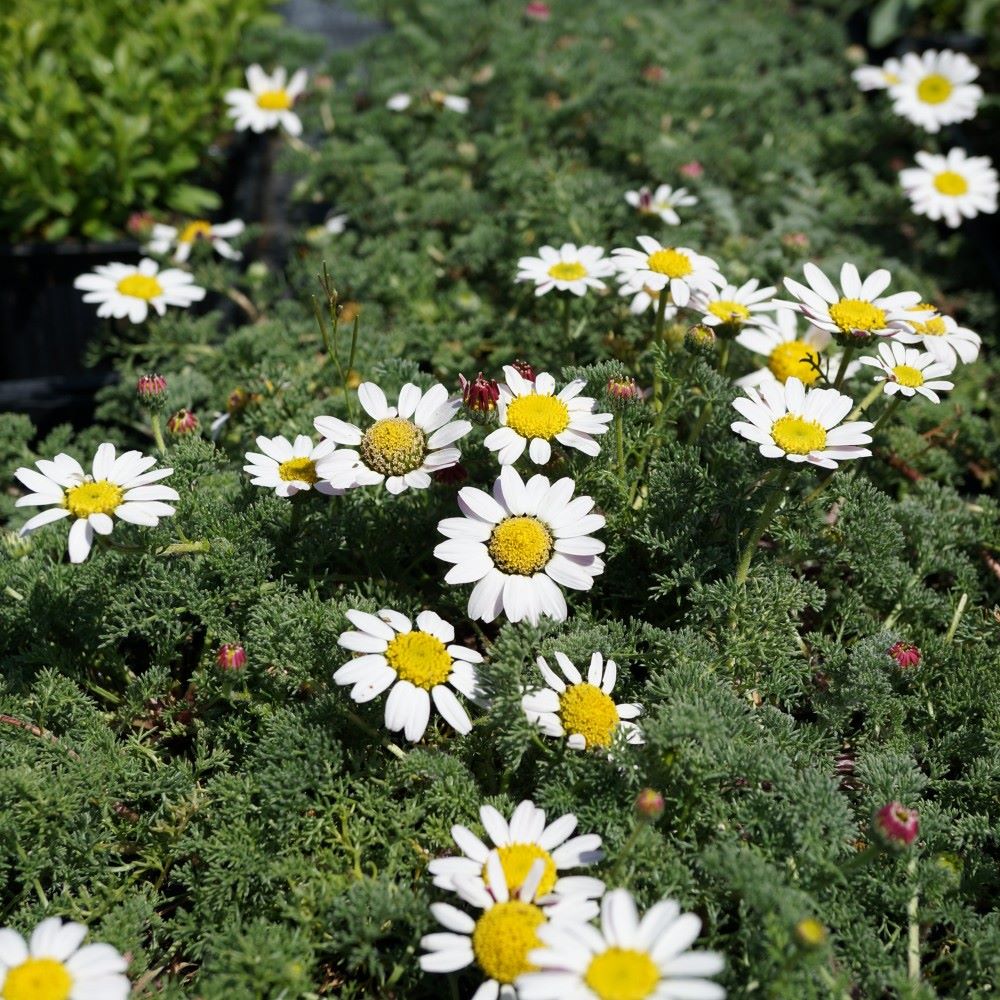 Hamvas törpemargitvirág (Anacyclus pyrethrum depressus)