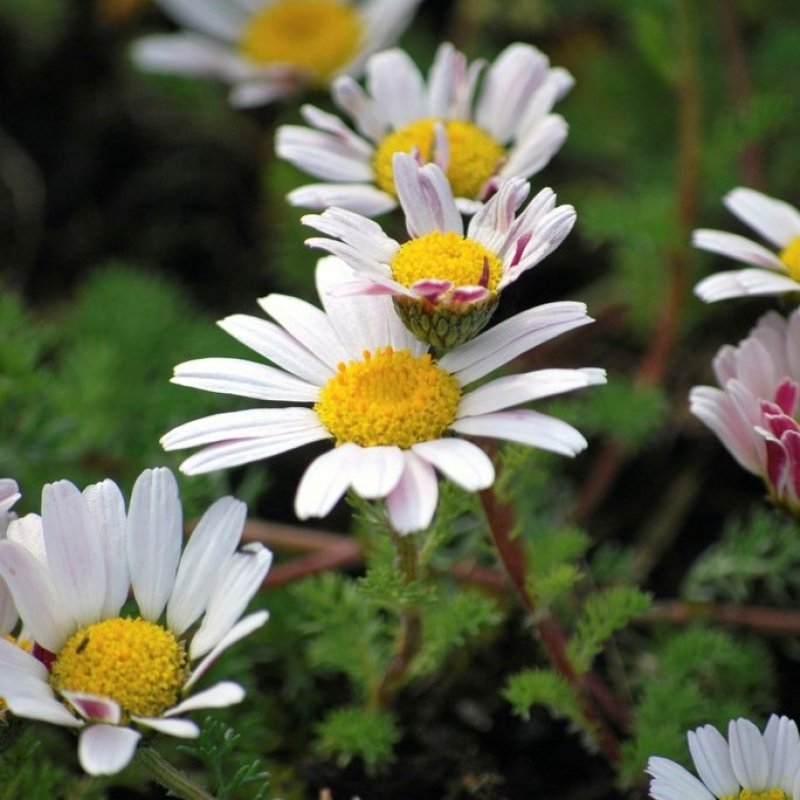 Hamvas törpemargitvirág (Anacyclus pyrethrum depressus)