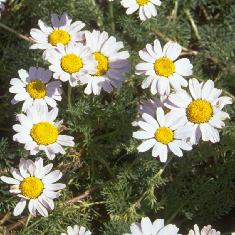 Hamvas törpemargitvirág (Anacyclus pyrethrum depressus)