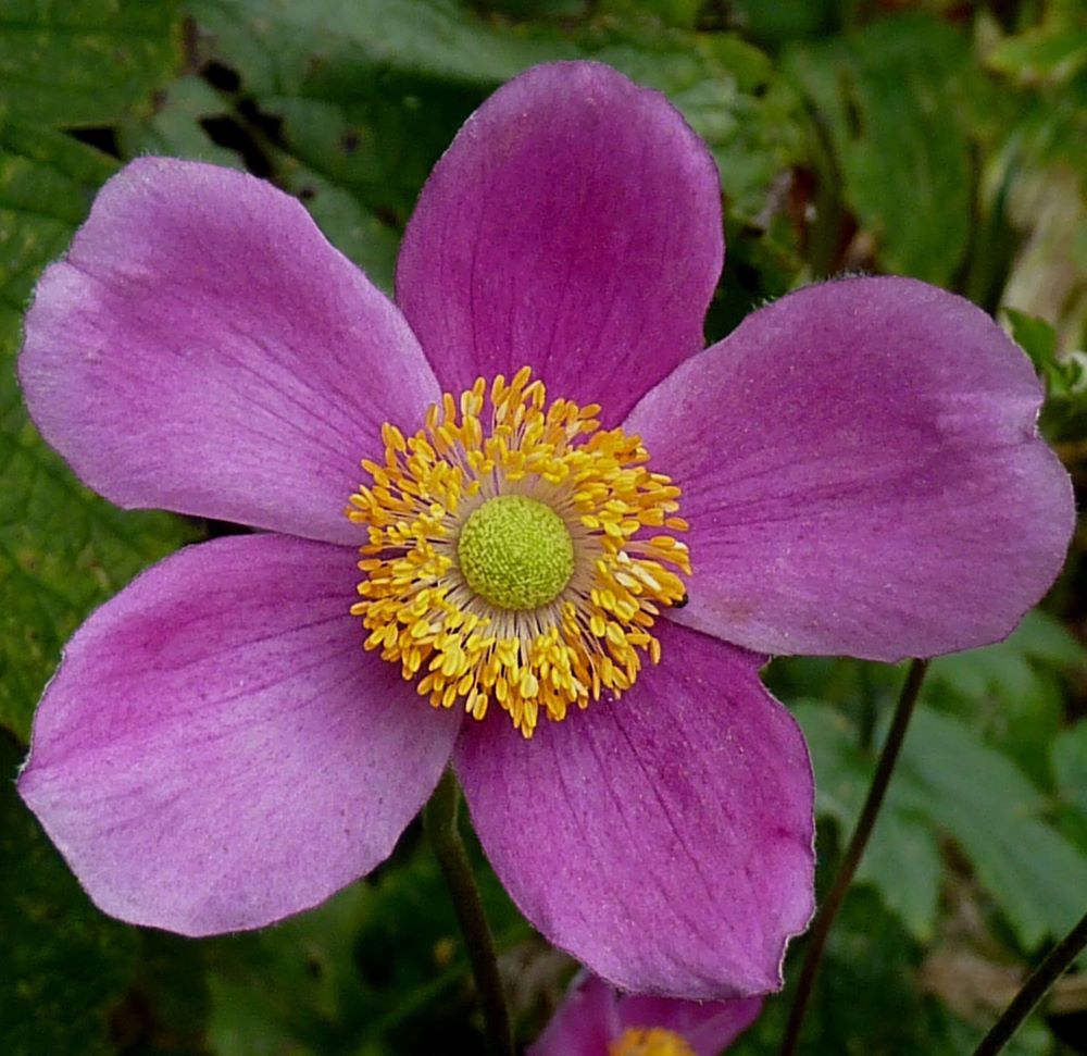 Őszi szellőrózsa, kínai szellőrózsa (Anemone hupehensis 'Splendens')