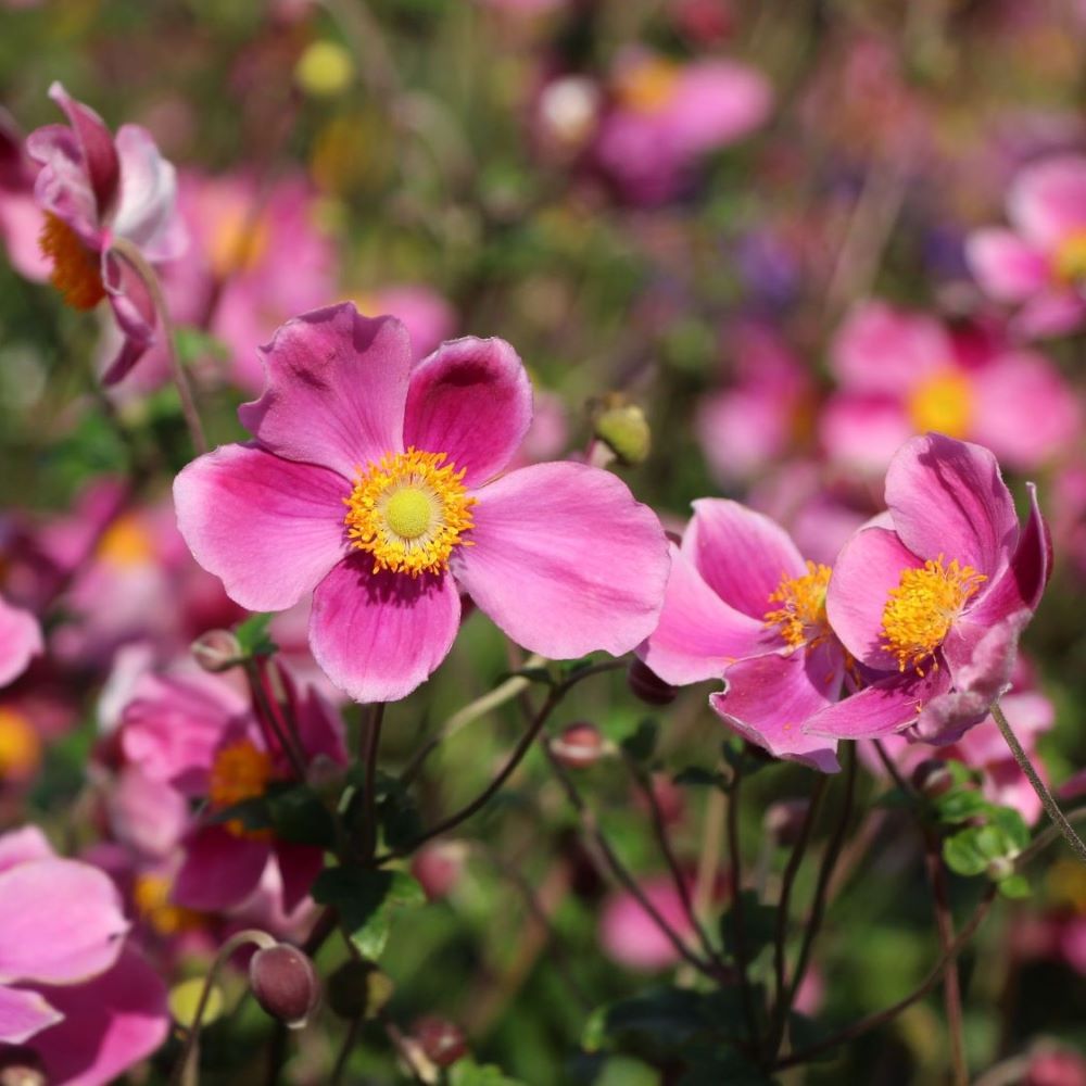 Őszi szellőrózsa, kínai szellőrózsa (Anemone hupehensis 'Splendens')