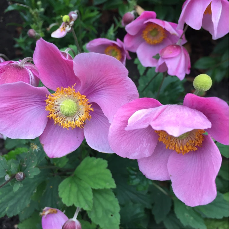 Őszi szellőrózsa, kínai szellőrózsa (Anemone hupehensis 'Splendens')