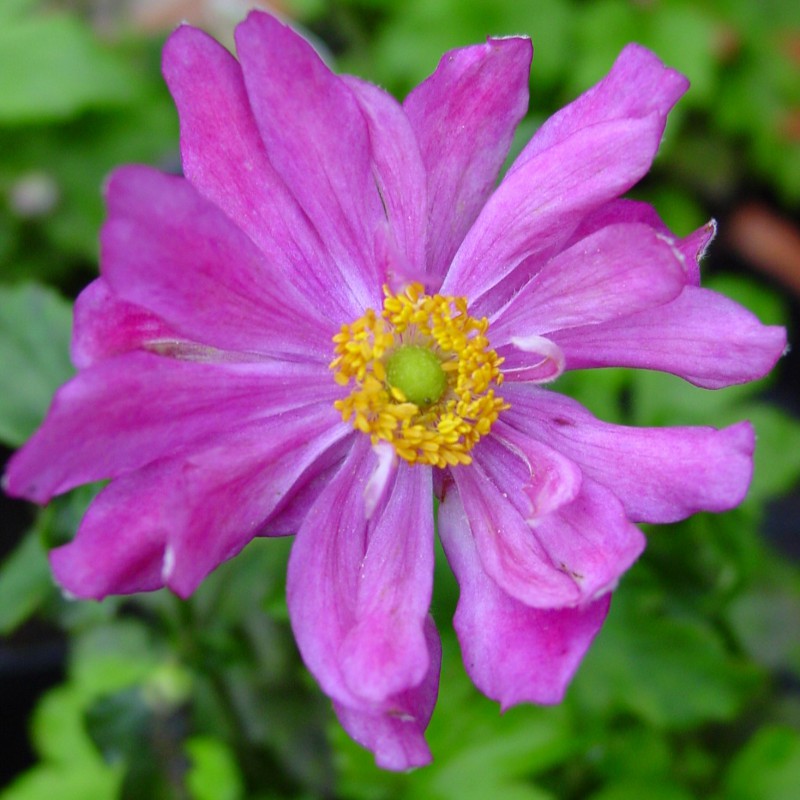 Hibrid szellőrózsa (Anemone × hybrida 'Pamina')