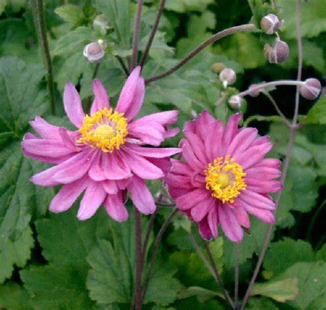 Hibrid szellőrózsa (Anemone × hybrida 'Pamina')