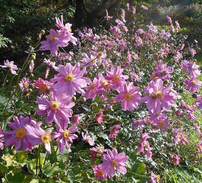 Hibrid szellőrózsa (Anemone × hybrida 'Pamina')