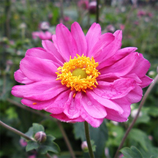 Hibrid szellőrózsa (Anemone × hybrida 'Pamina')