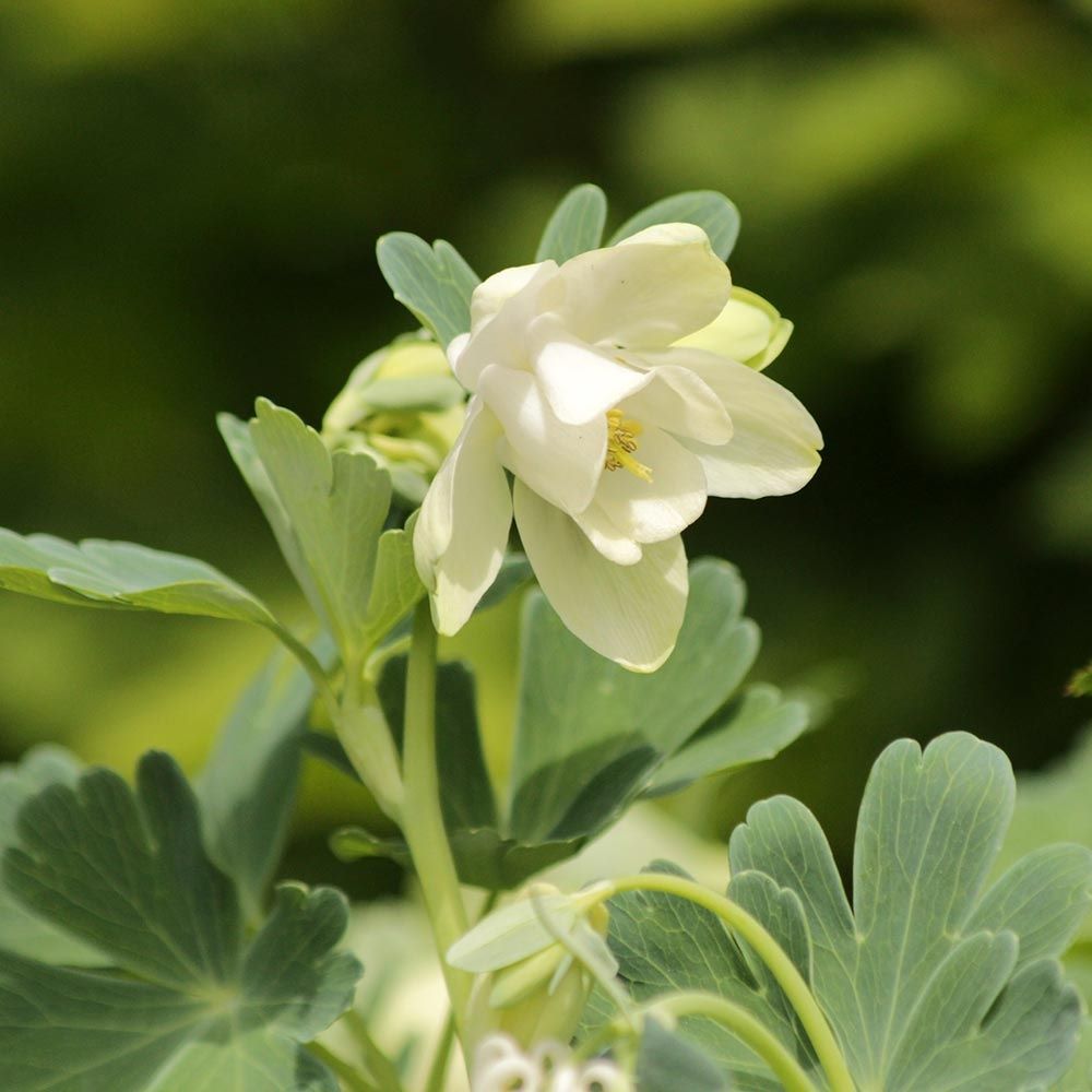 Japán harangláb (Aquilegia flabellata 'Cameo White')