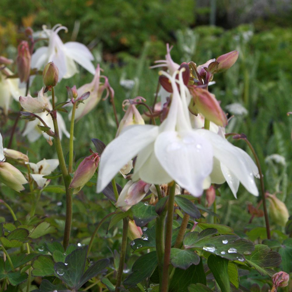 Japán harangláb (Aquilegia flabellata 'Cameo White')