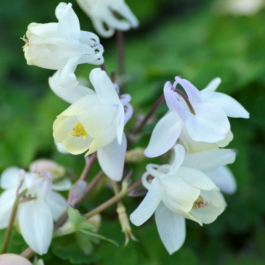 Japán harangláb (Aquilegia flabellata 'Cameo White')