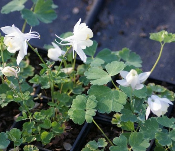 Japán harangláb (Aquilegia flabellata 'Cameo White')
