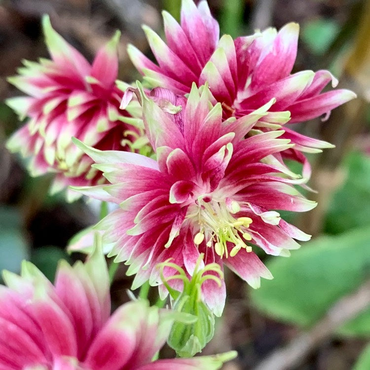 Harangláb (Aquilegia 'Nora Barlow')