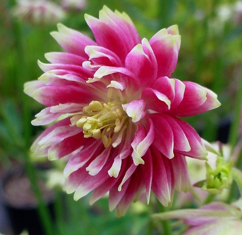 Harangláb (Aquilegia 'Nora Barlow')