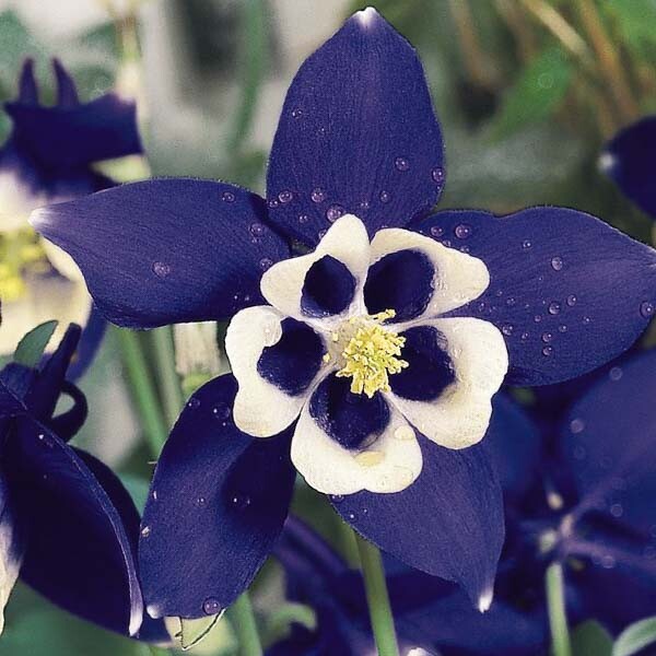 Harangláb (Aquilegia 'Spring Magic Navy and White')