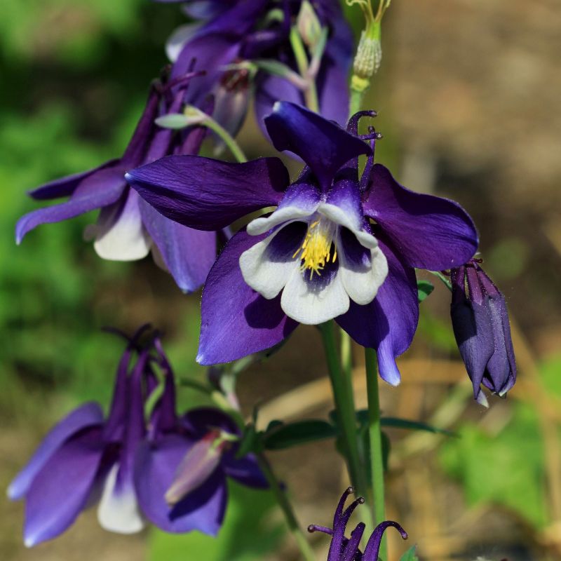 Harangláb (Aquilegia 'Spring Magic Navy and White')