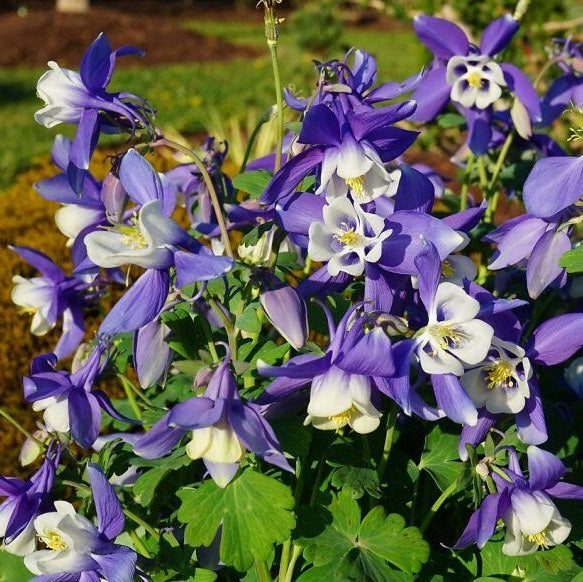 Harangláb (Aquilegia 'Spring Magic Navy and White')