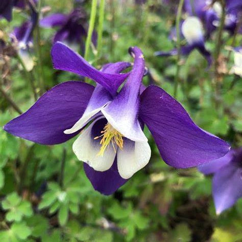 Harangláb (Aquilegia 'Spring Magic Navy and White')