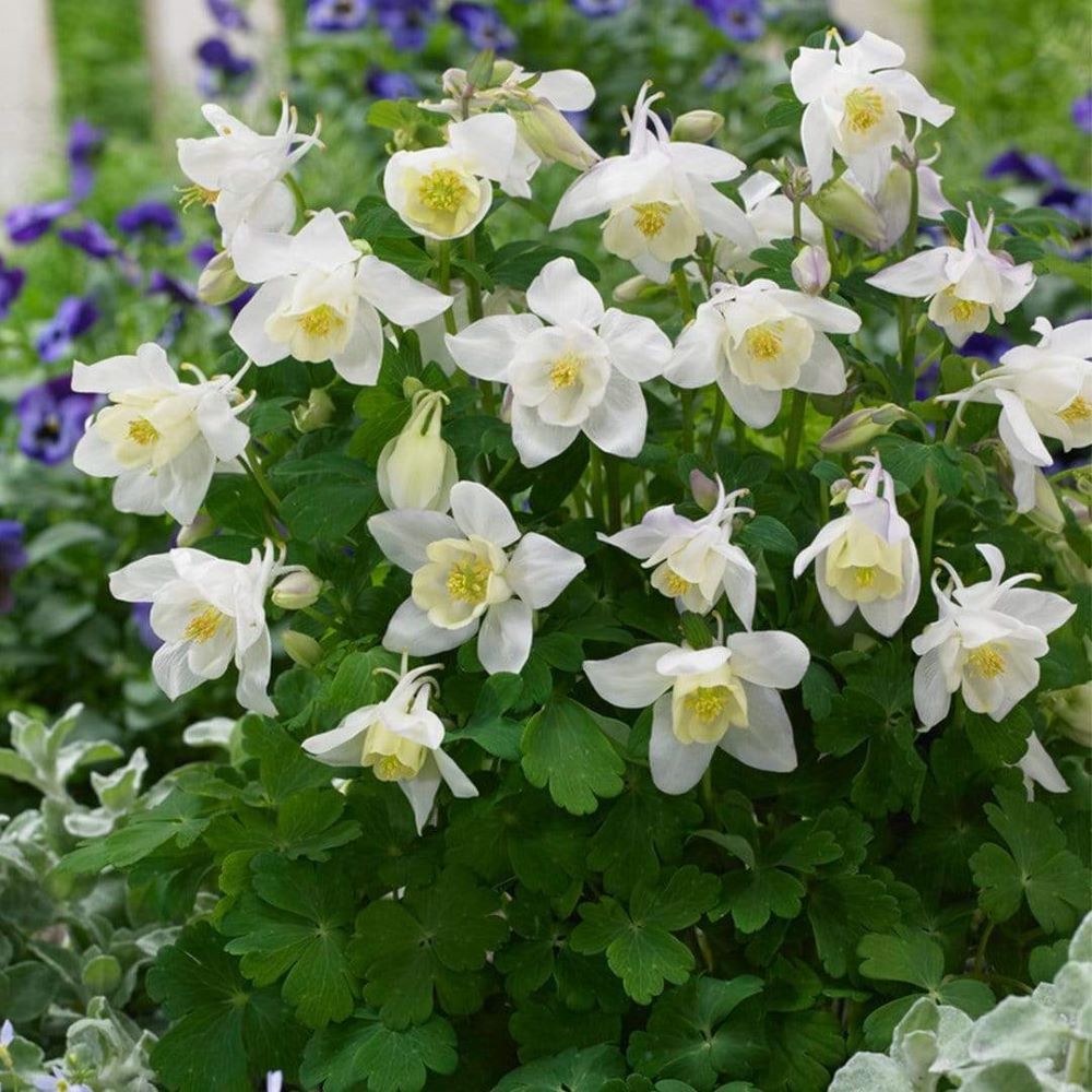 Harangláb (Aquilegia 'Spring Magic White')